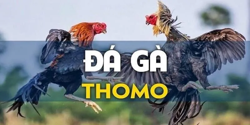 Các giống đá gà Thomo phổ biến