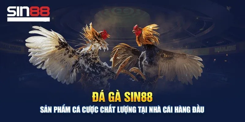 Sơ lược về đá gà cựa dao và các loại hình có trên thị trường