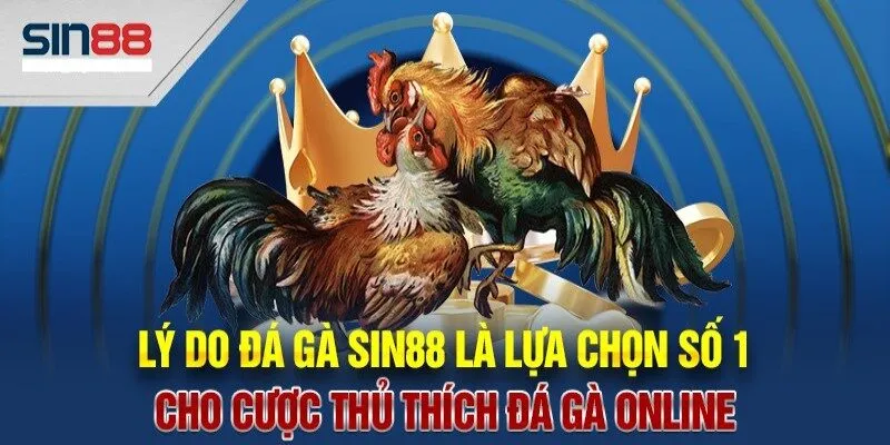 Vì sao đá gà Sin88 được ưa thích trên thị trường hiện nay